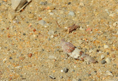 Sphingonotus azurescens
