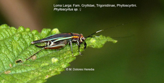 Phylloscyrtus