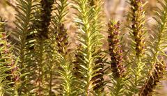 Myrovernix longifolius