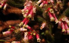 Erica gysbertii × massonii