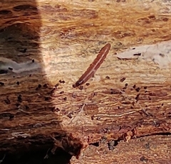 Arthropoda