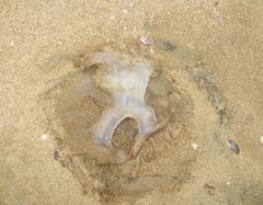 Rhizostomatidae