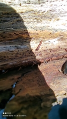 Arthropoda