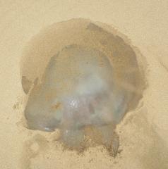 Rhizostomatidae