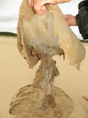 Rhizostomatidae