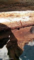 Arthropoda