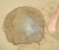 Rhizostomatidae