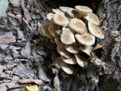 Flammulina velutipes