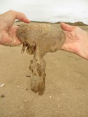 Rhizostomatidae
