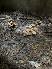 Flammulina velutipes