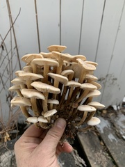 Flammulina velutipes