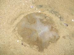Rhizostomatidae