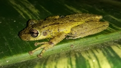 Tropicalia's Snouted Treefrog photo 5