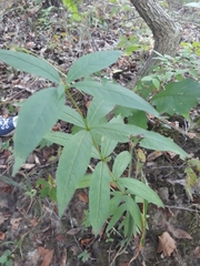 Veronicastrum virginicum