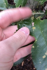 Aceria melicyti