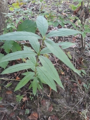 Veronicastrum virginicum