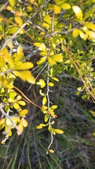 Crataegus spathulata