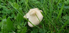 Fungi