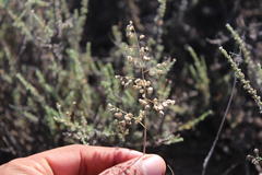 Eragrostis obtusa