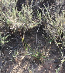Eragrostis obtusa