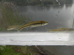 Notropis heterolepis