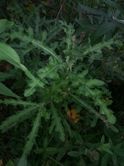 Cirsium arvense arvense