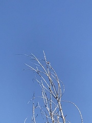 Aves