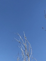 Aves