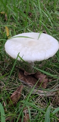 Fungi