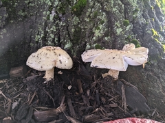 Amanita russuloides