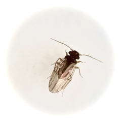 Ectopsocus vachoni