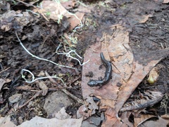Plethodon electromorphus