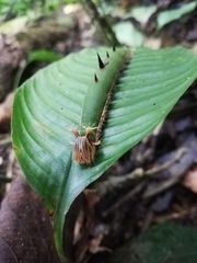 Caligo telamonius memnon