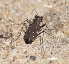 Cylindera disjuncta