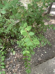 Symphoricarpos albus