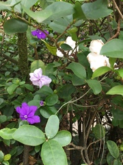 Brunfelsia uniflora