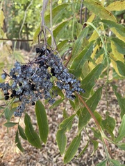 Sambucus cerulea