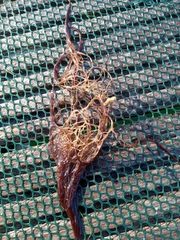 Sargassum muticum