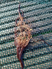Sargassum muticum