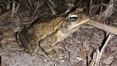 Rhinella casconi