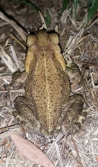 Rhinella casconi
