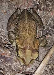 Rhinella casconi