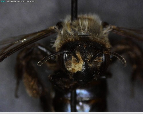 iNaturalist observation photo of Mining Bees