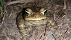 Rhinella casconi