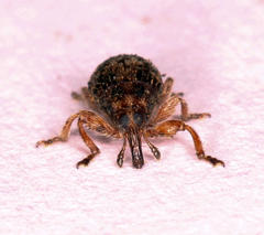 Amphibolocorynus varius