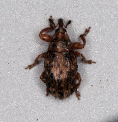 Amphibolocorynus varius