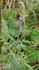 Aphis craccae