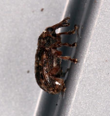 Amphibolocorynus varius