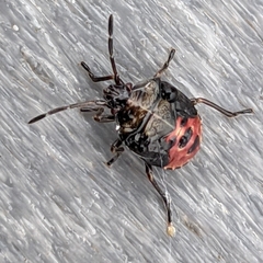 Elasmostethus interstinctus