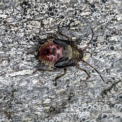 Elasmostethus interstinctus